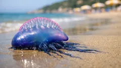 Caravella portoghese in spiaggia: come riconoscerla e cosa fare se la vedi