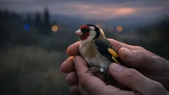 Uccelli canori in Spagna: quando la “ricerca” diventa un alibi per la cattura