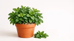 Menta in vaso: come coltivarla sul balcone e averla sempre folta e profumata