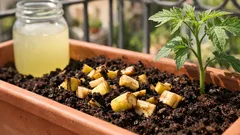 Bucce di banana per le piante: 4 modi semplici per usarle come concime naturale