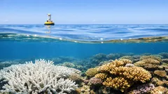 Sbiancamento dei coralli: perché i giorni di bonaccia possono far salire la temperatura del mare